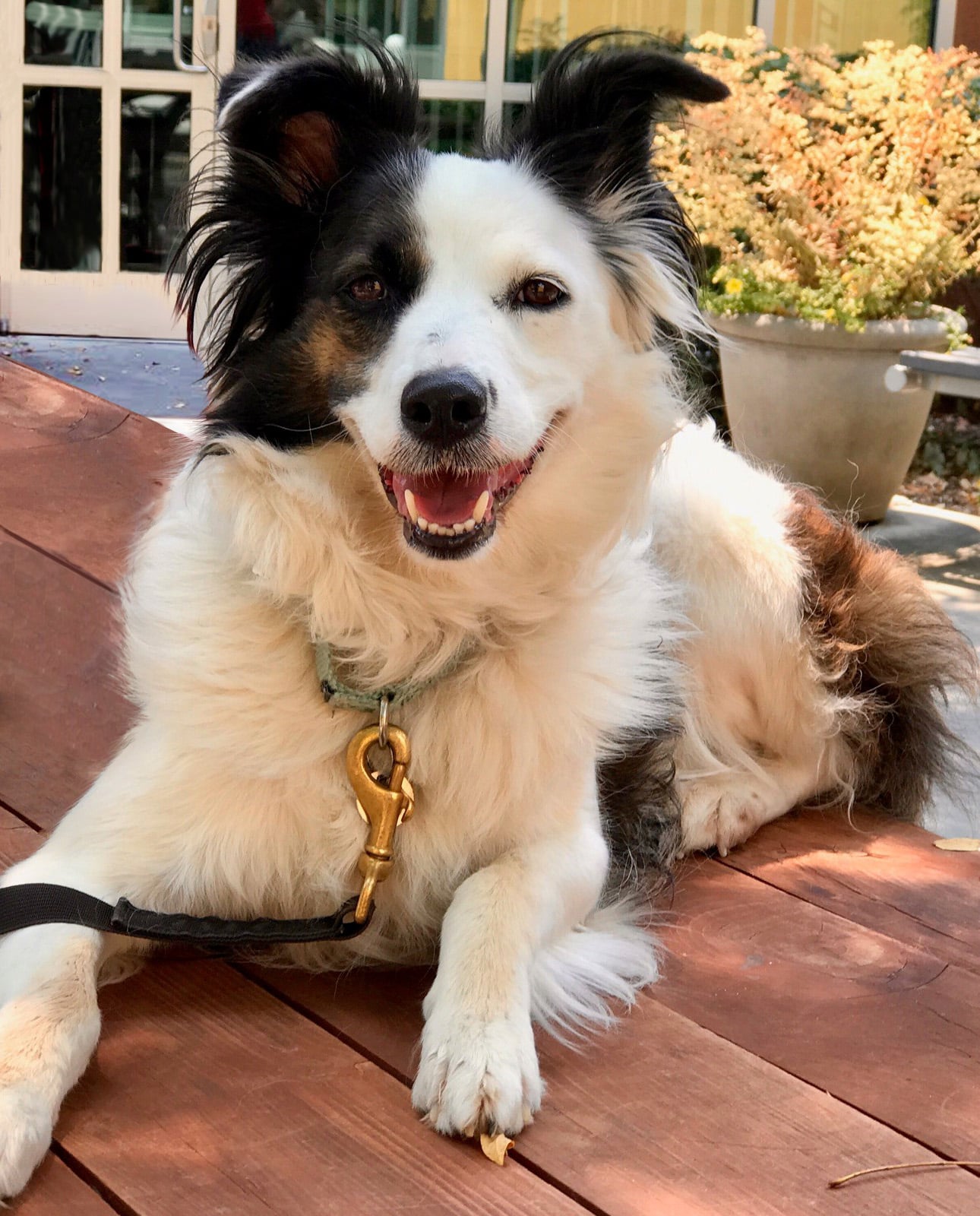 Pets Displaced by Carr Fire Have Something to Tell You (via ABC7)
