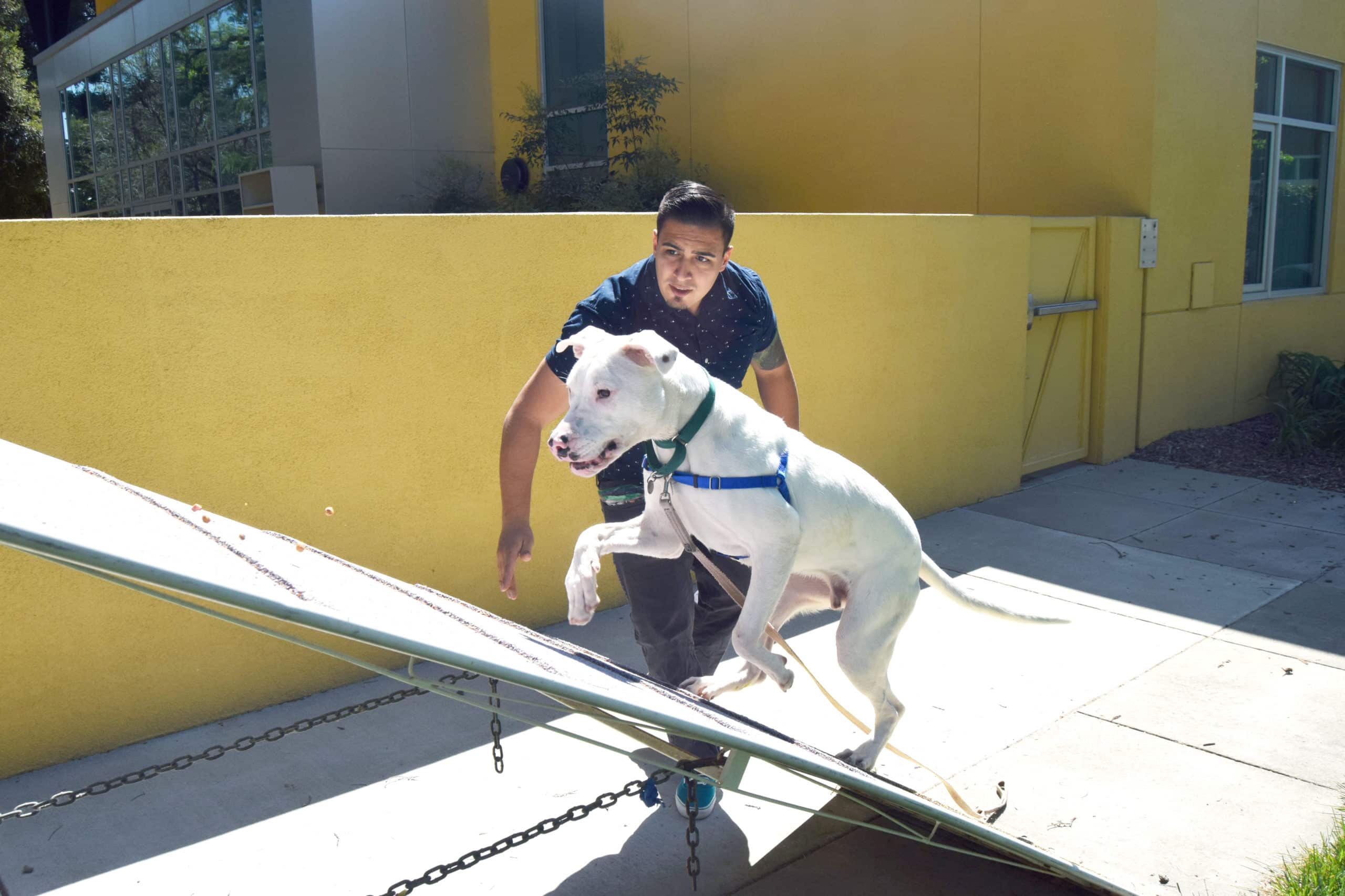 Dog Training Policies