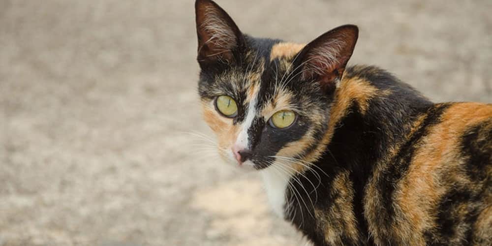Community Cat Resources
