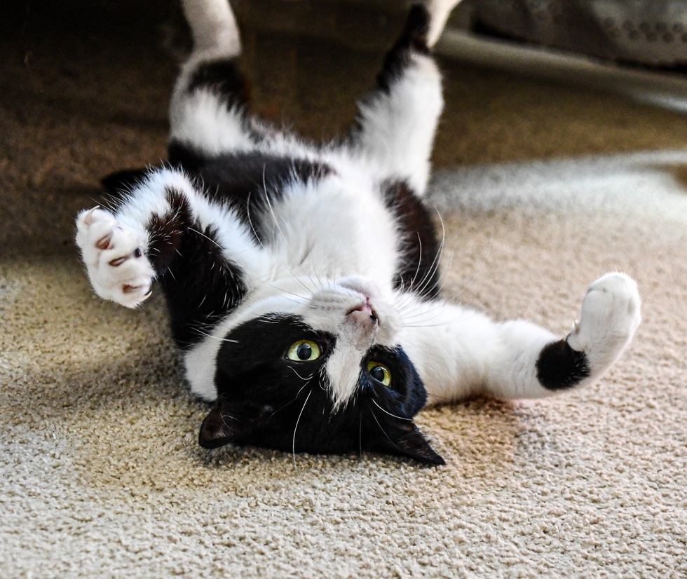 Why Kitten Socialization Matters