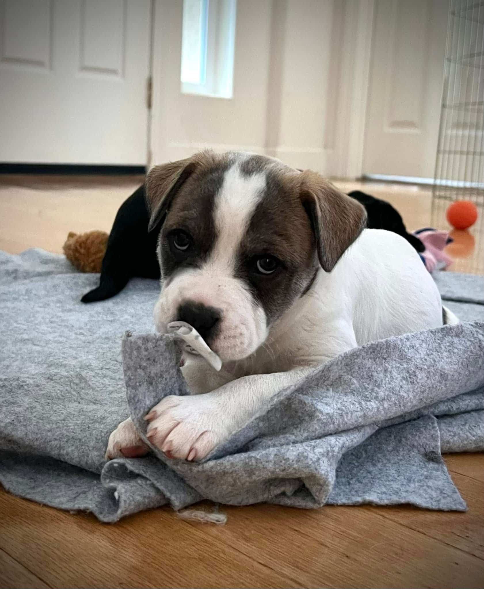 What Happens After Foster Animals Return to the Shelter?