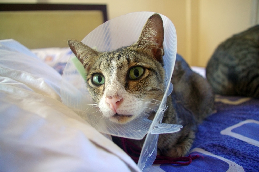 Post-Operative Spay/Neuter Instructions