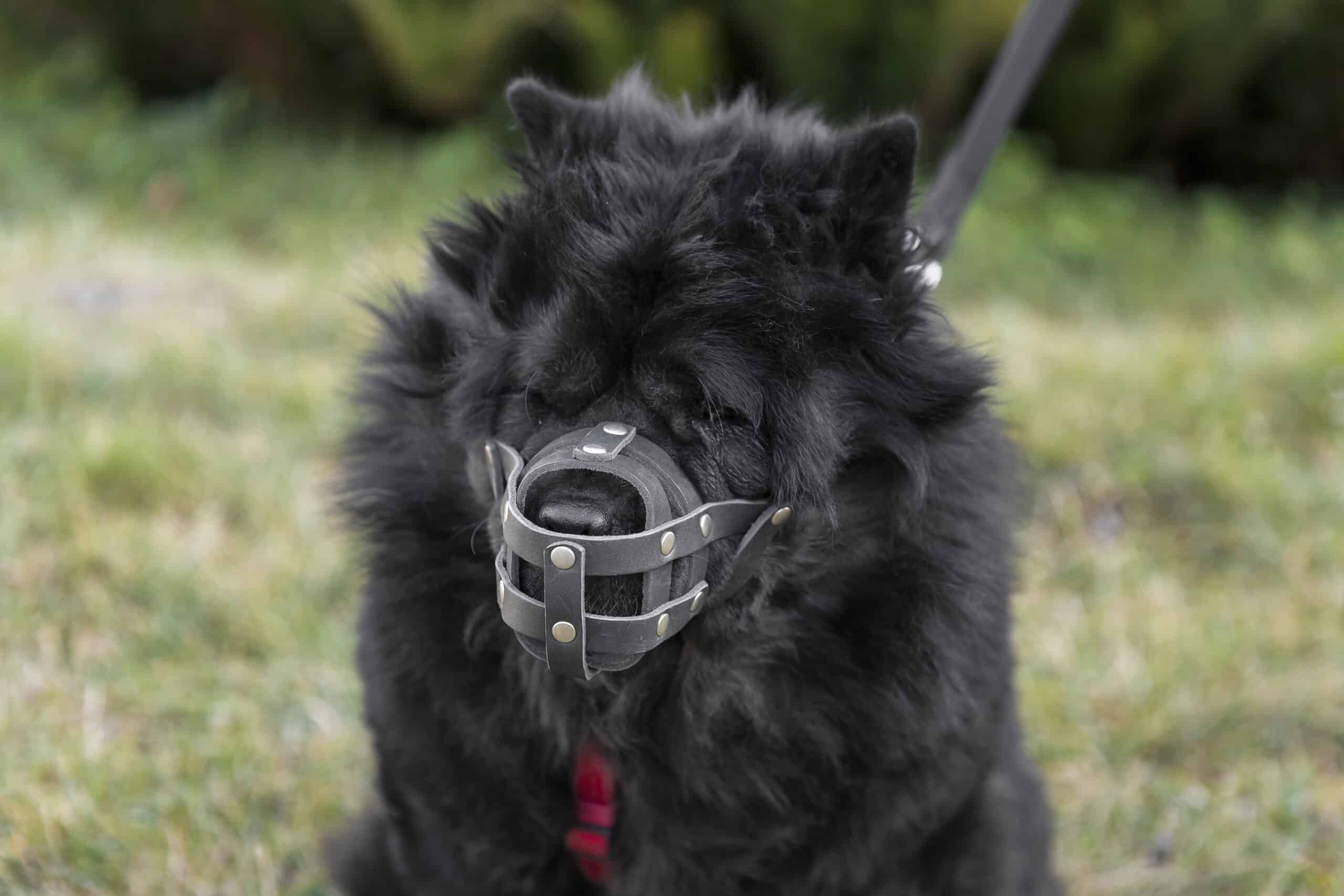 What to Know About Muzzles