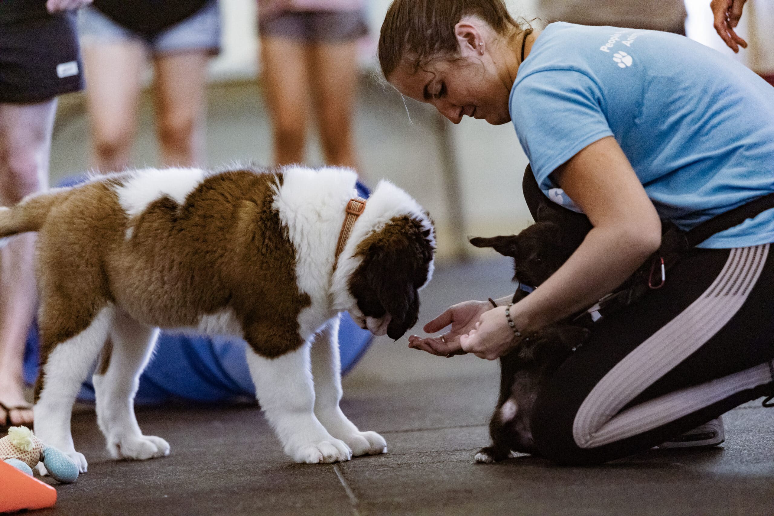 Puppy Training & Socialization Classes
