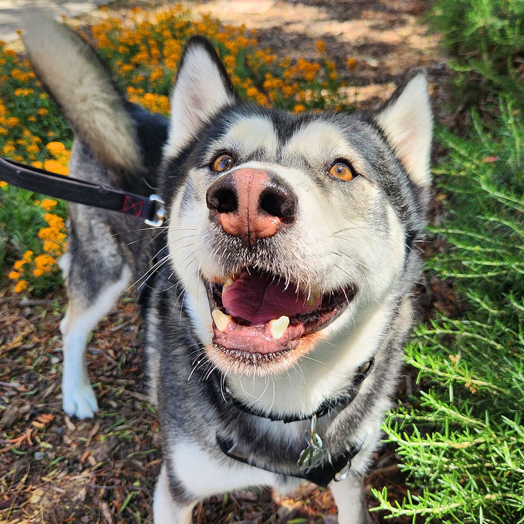 Finding a Forever Home with Juliette Goodrich (via KPIX)