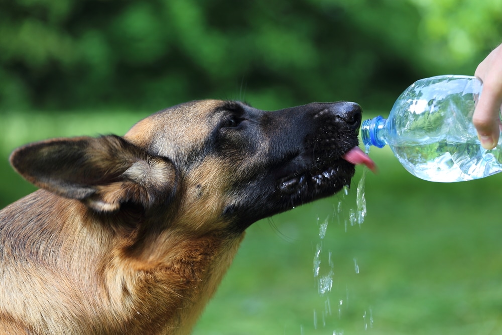 Summer Pet Tips