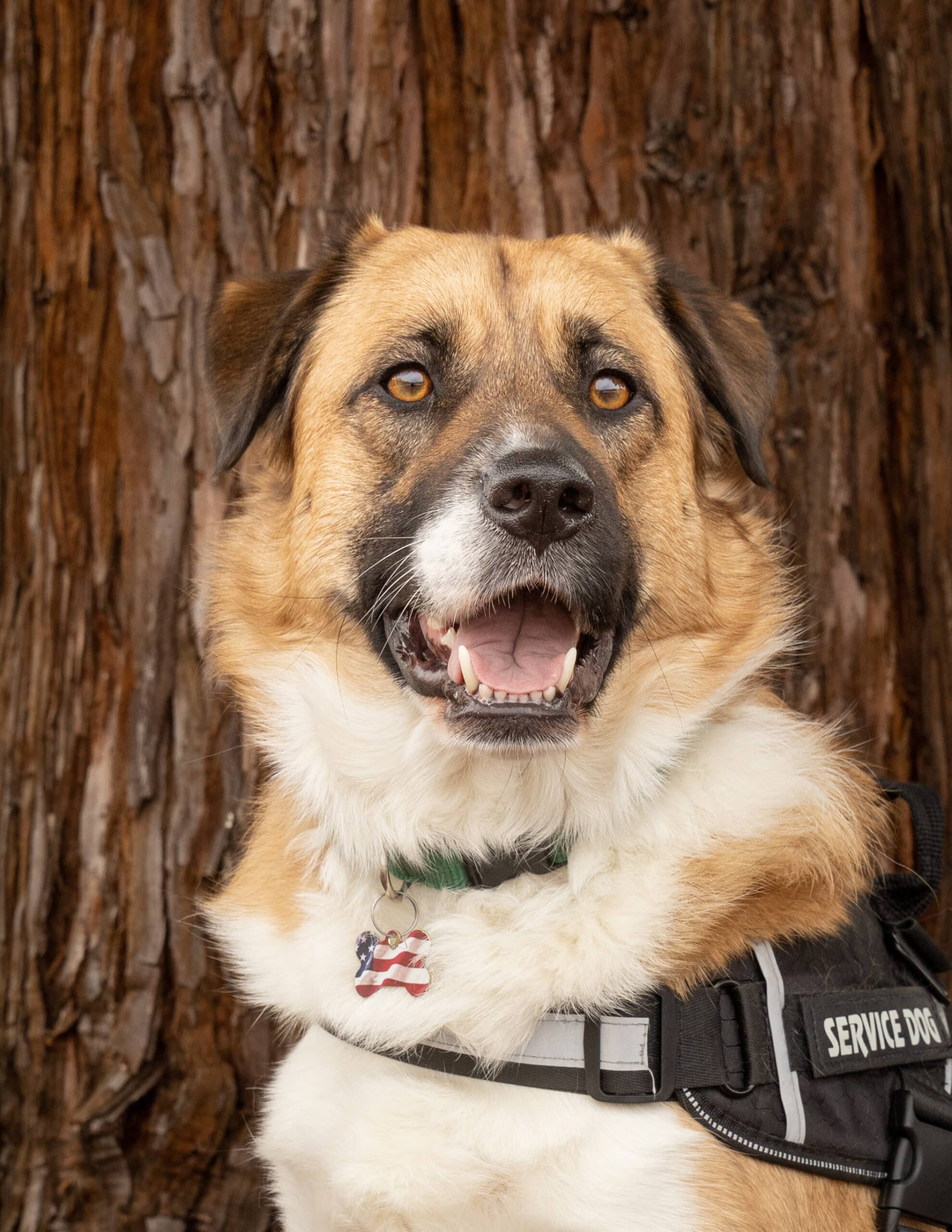 Infantry Marine Finds a Best Friend in his Service Dog