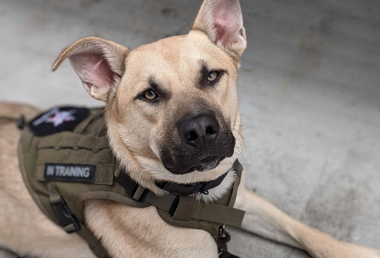 The Animal Rescue Foundation Announces New Initiative to Expand Transformative Pets and Vets Program