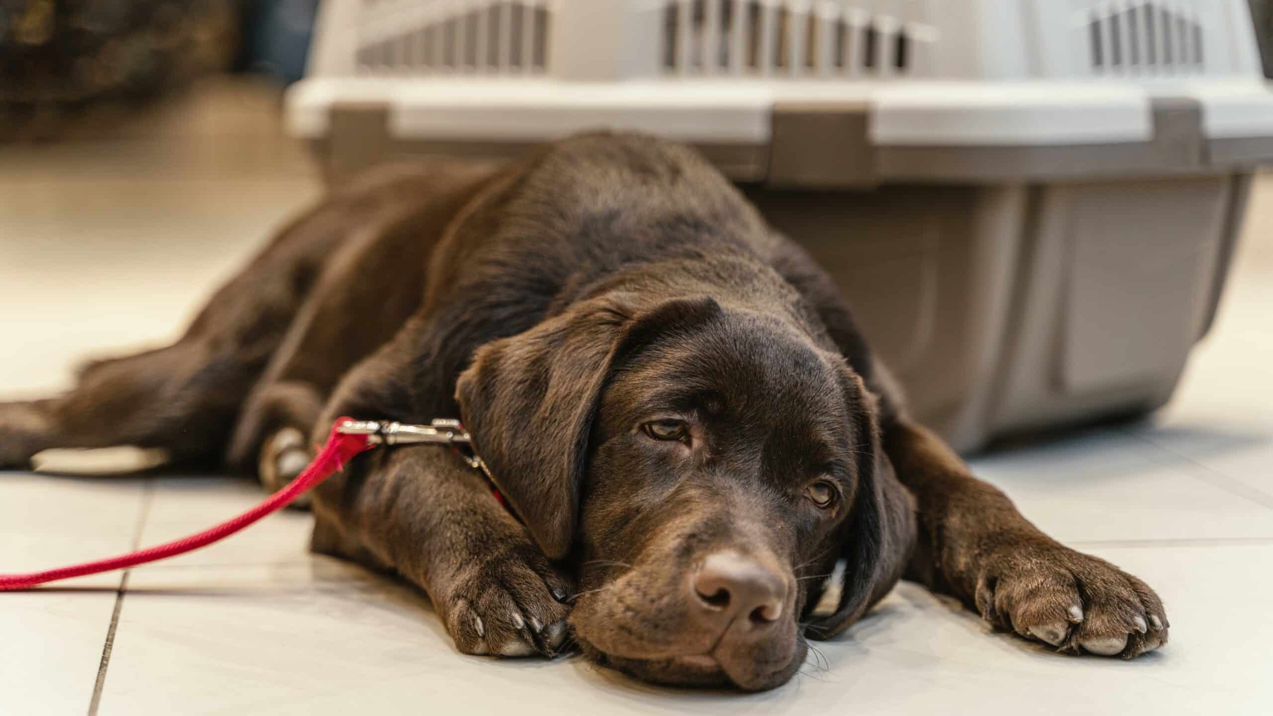What to Know About Mystery Dog Illness