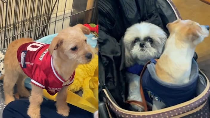 Bay Area animal rescue adoption event steals people’s hearts with help from adorable puppies (via ABC7)
