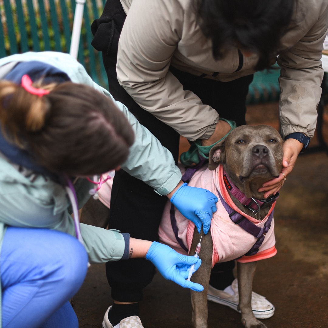 Free Pet Vaccinations & Microchips