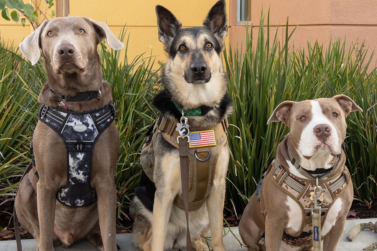 Help Vets with PTSD Get Life-Saving Service Dogs (via NextAvenue.org)