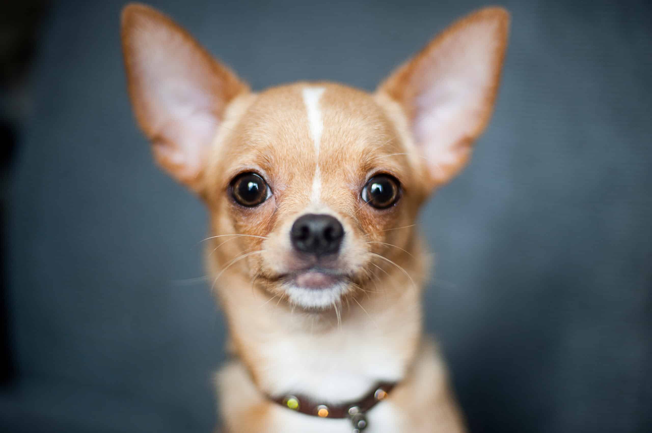 Separation Anxiety Prevention