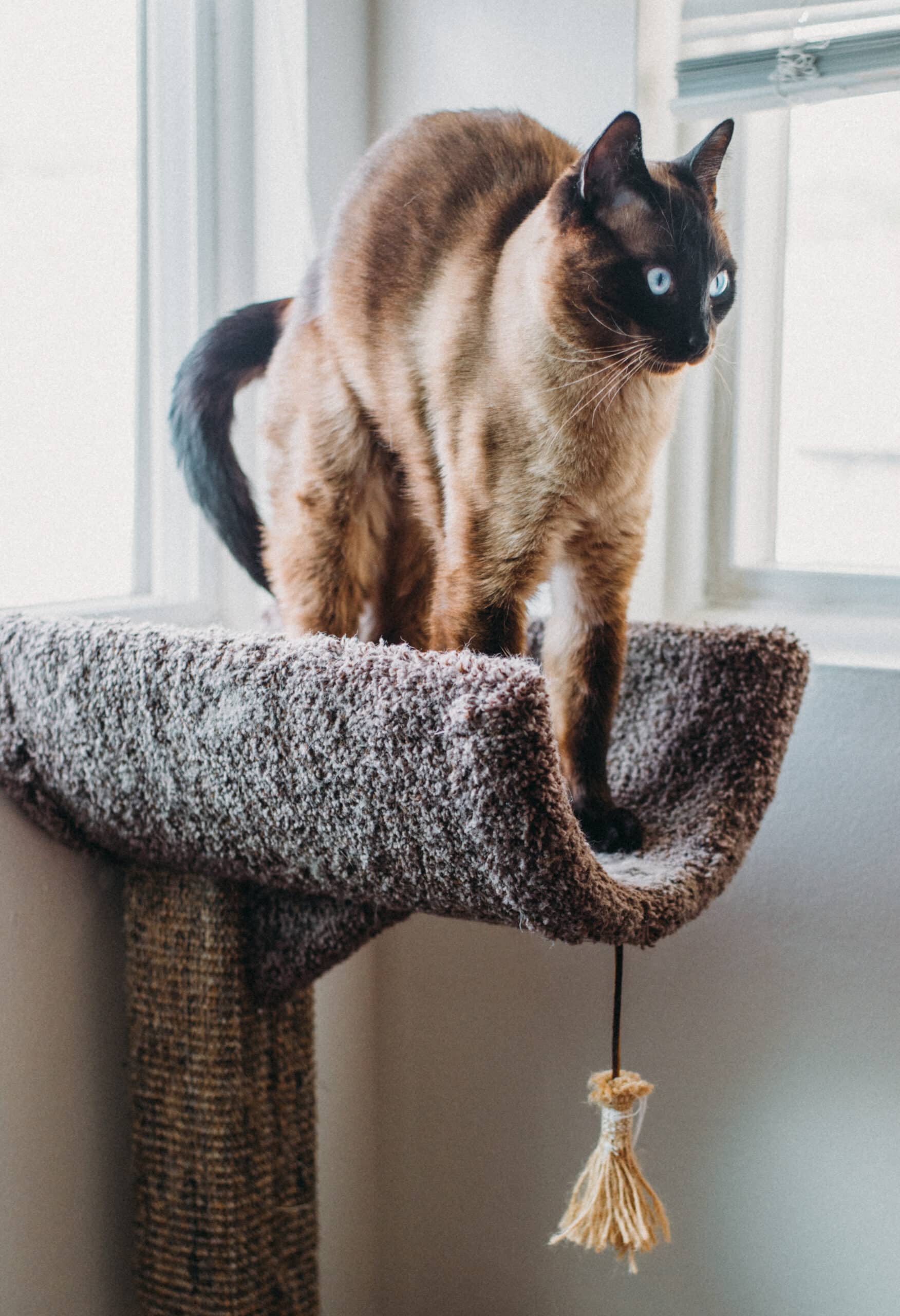Introducing a New Dog to a Resident Cat