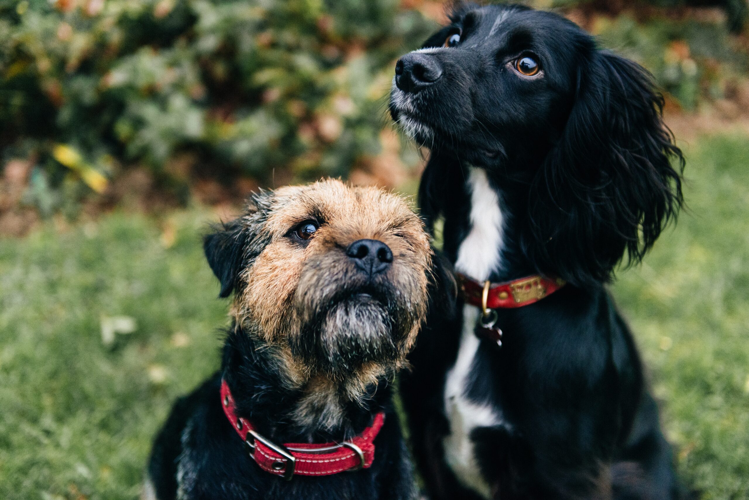 Dog-to-Dog Introductions