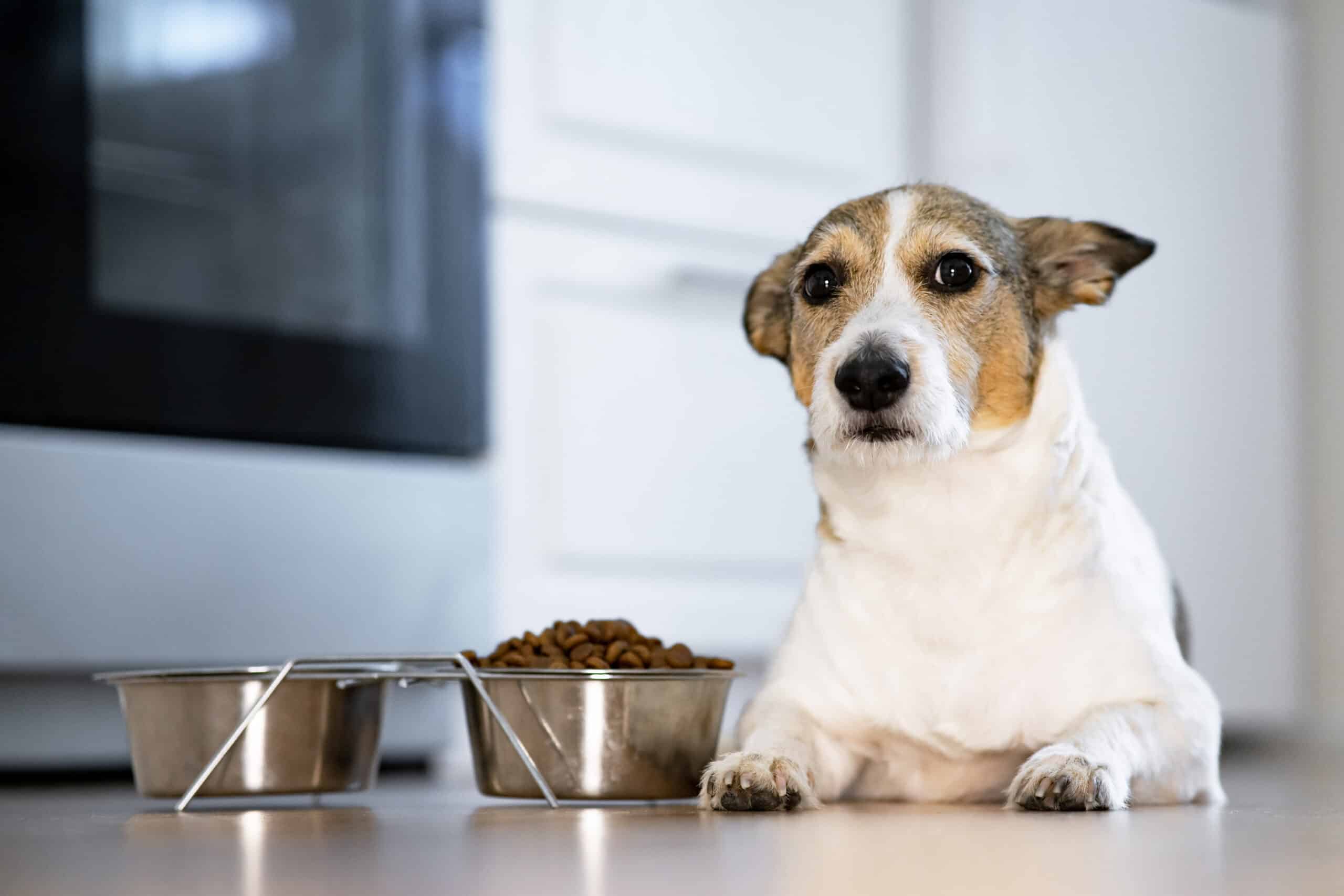 Food and Resource Guarding (From Other Dogs)