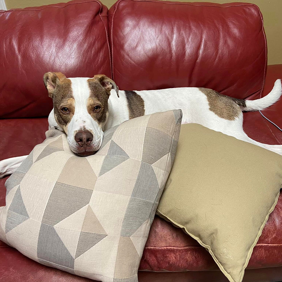 Foster Spotlight: Mie & Ember