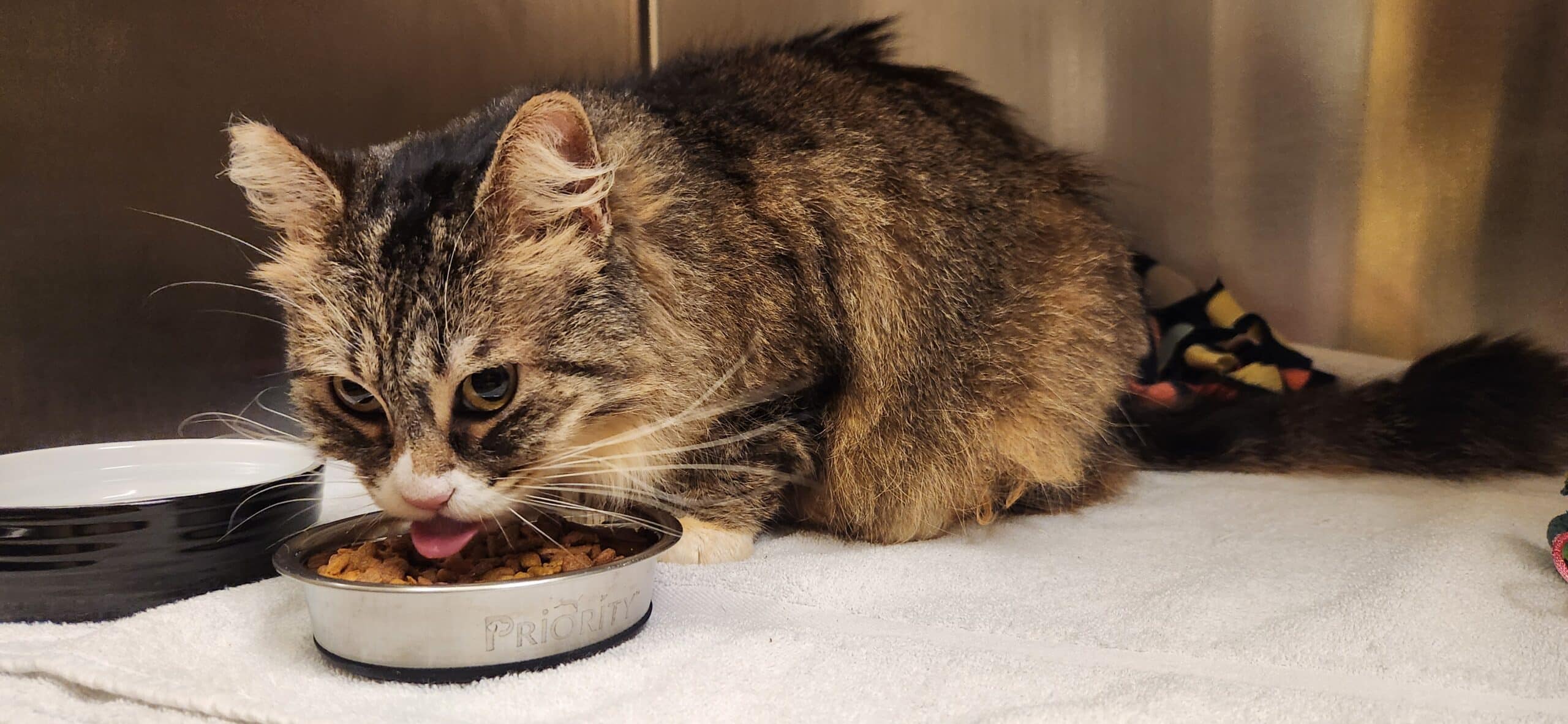 Joybound Emergency Response: 11 Cats from Hollister