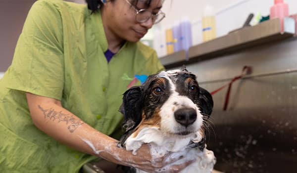 Pet Grooming Tips