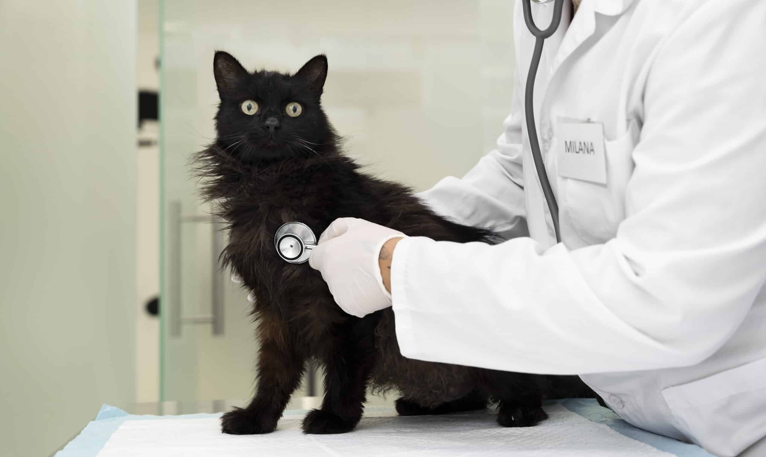 Protect Your Cats from Avian Flu (H5N1)
