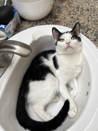 Adoption Update – Pine