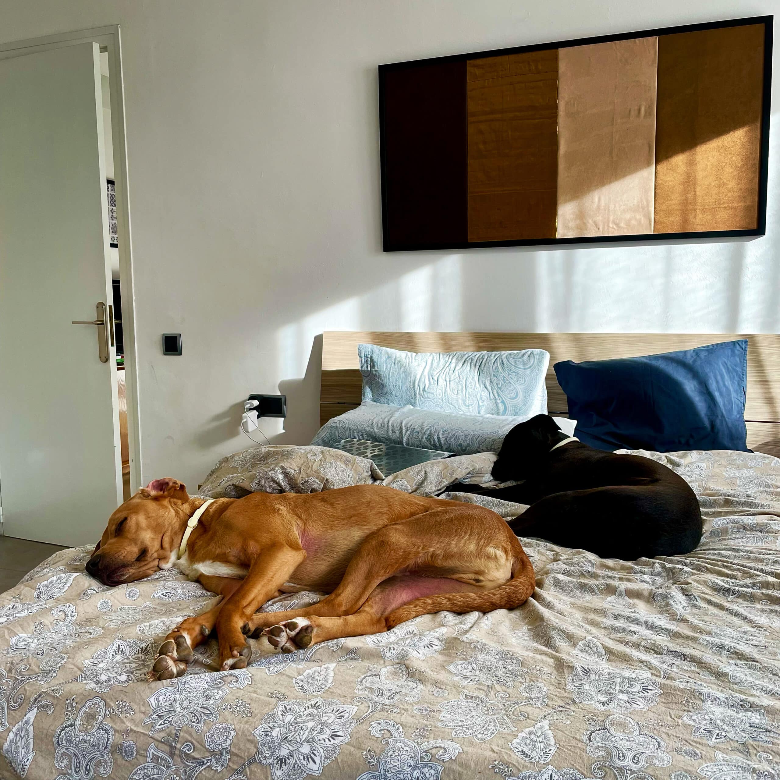 Apartment Living  with a Large Dog