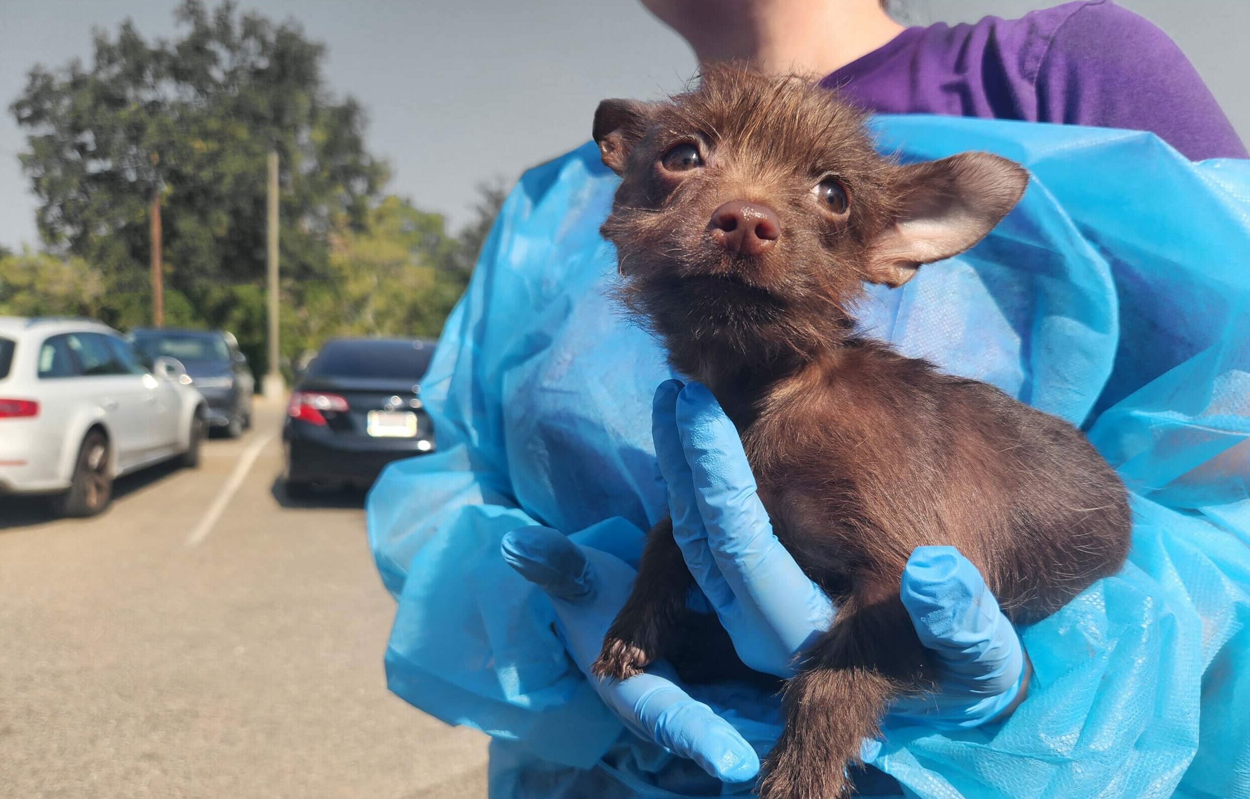 Joybound Assists with Park Fire Animals