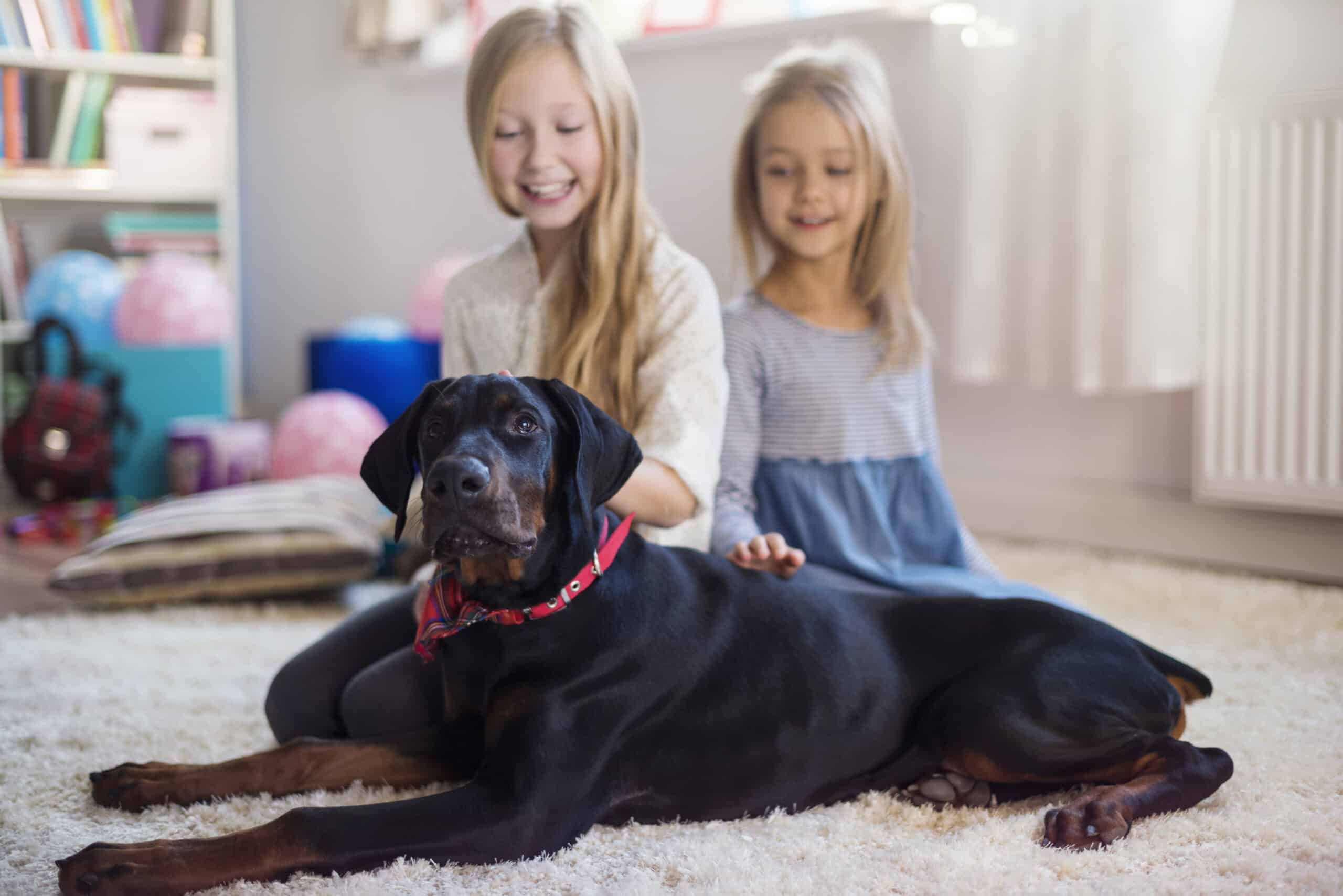 Large Dogs and Children
