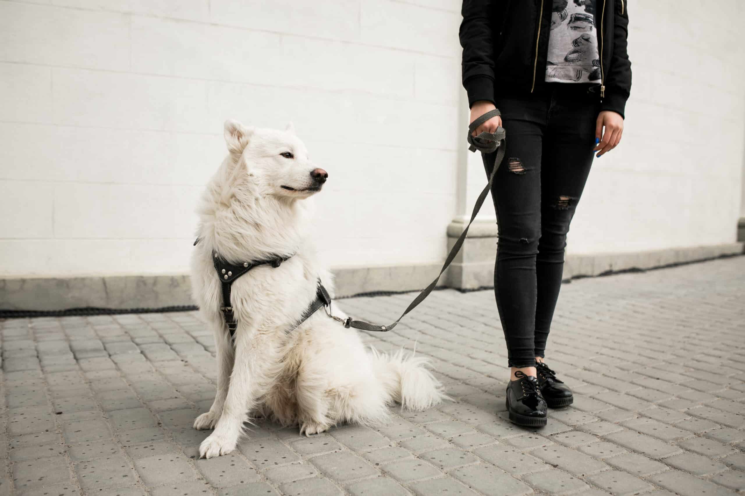 Walking Your Large Dog