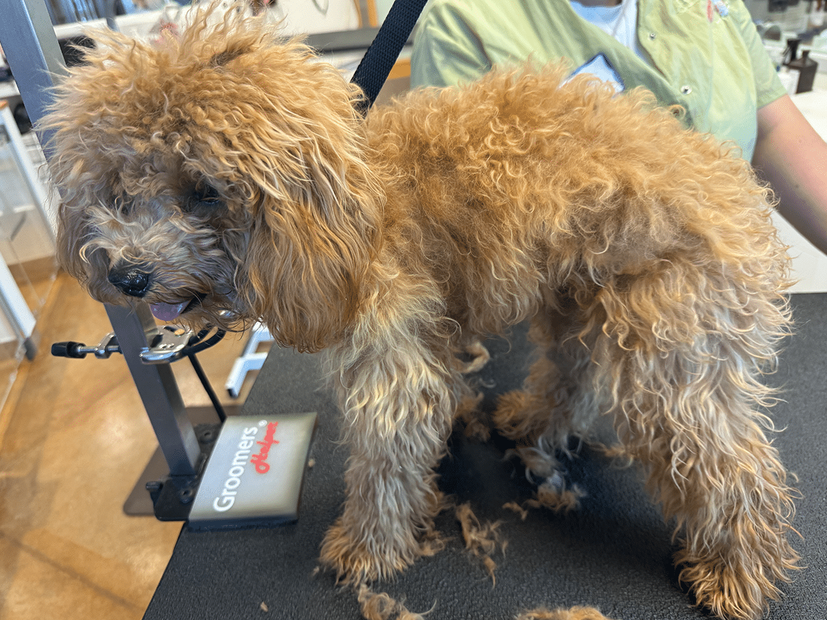 Community Solutions + Engelstad Grooming Academy