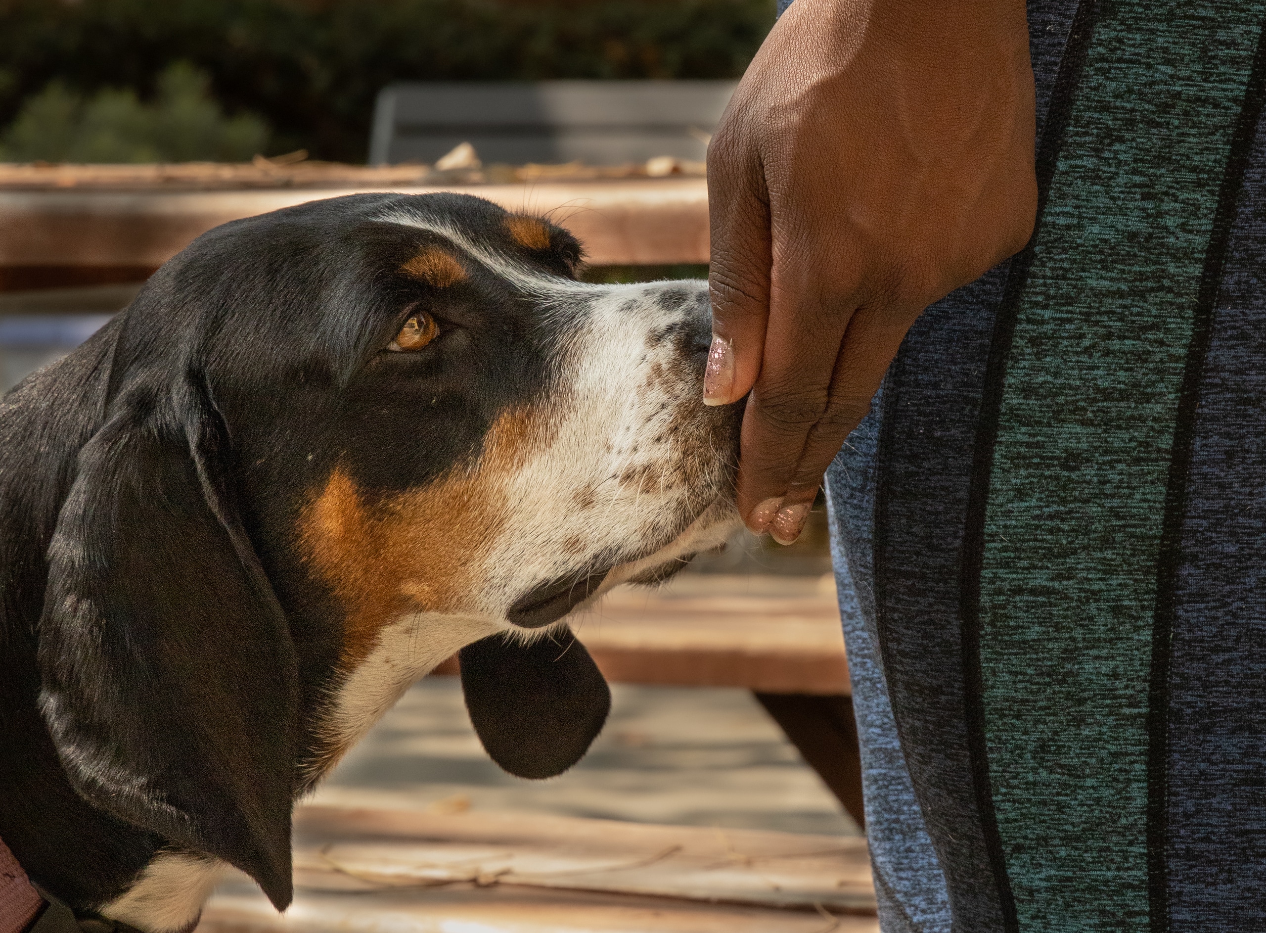 What Role Would You Play in a Shelter Dog’s Success Story? 