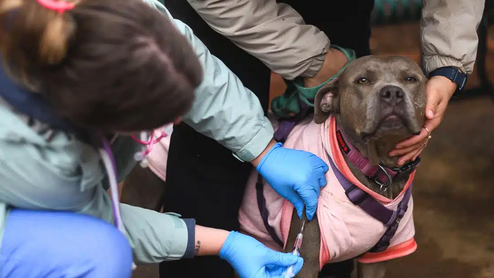 Free Pet Vaccinations & Microchips in Richmond