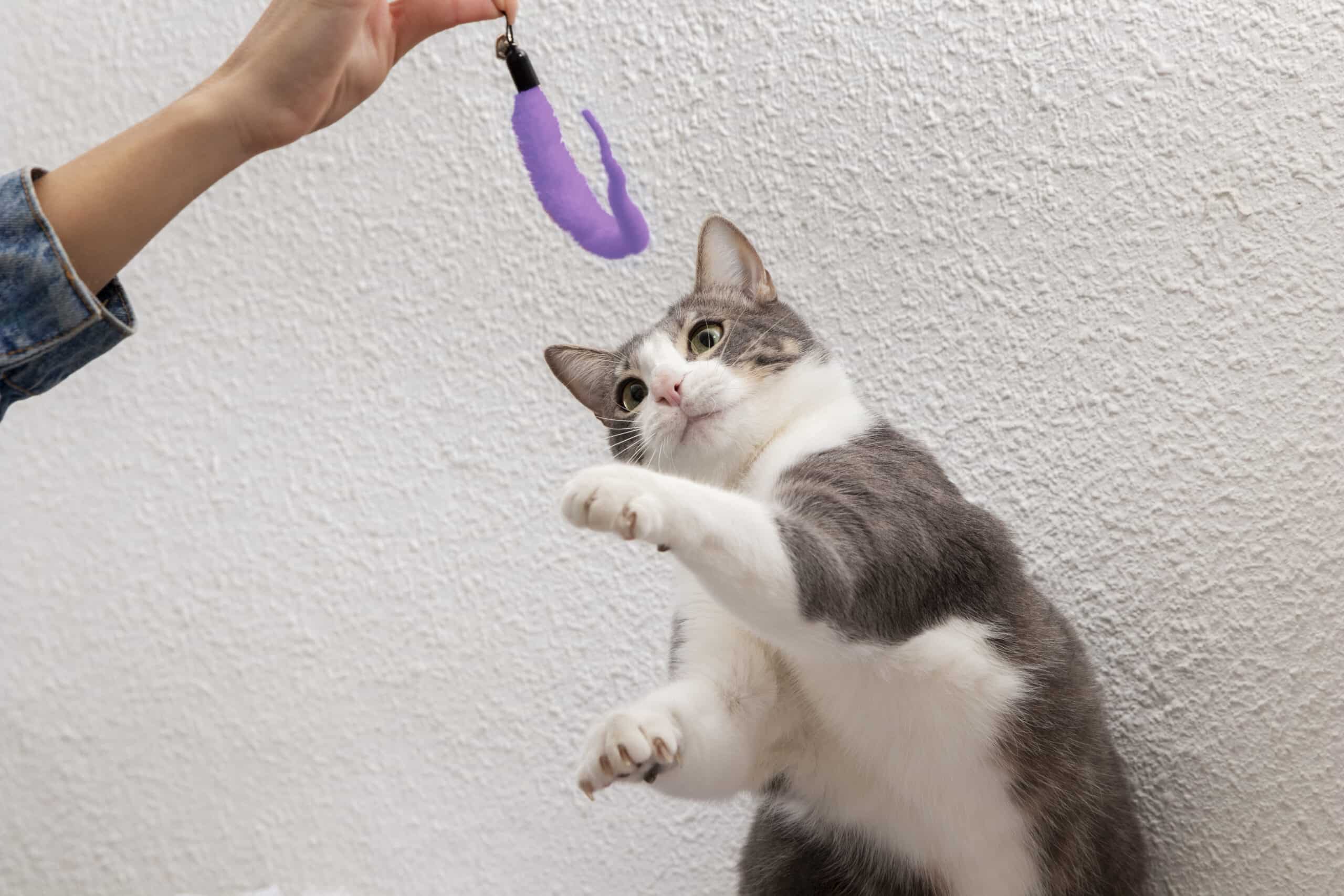 Cat Enrichment