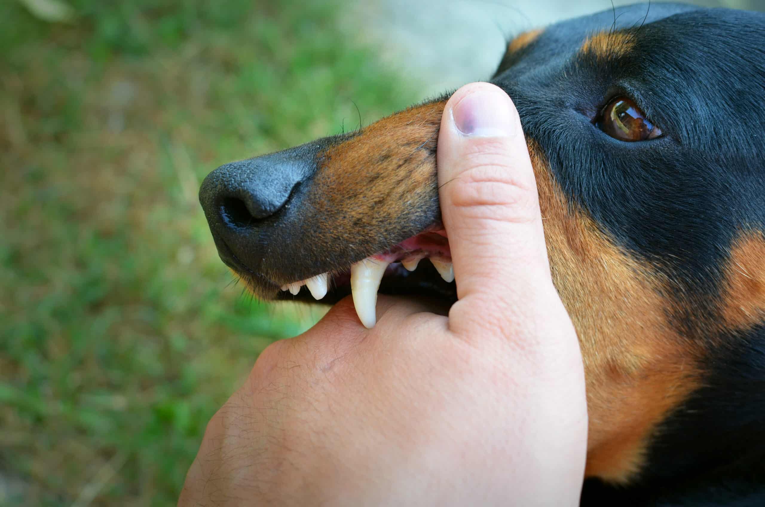 Mouthy Dogs