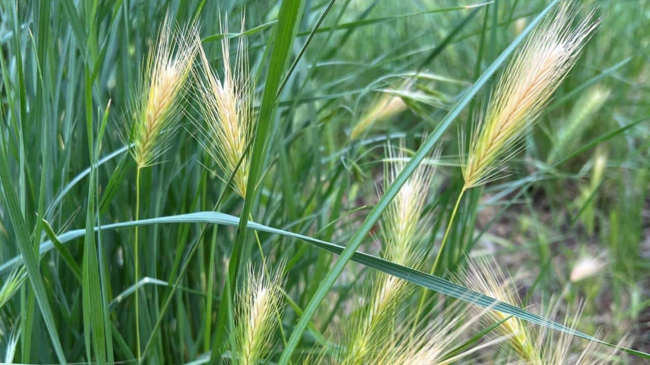 Foxtails & Hiking Safety