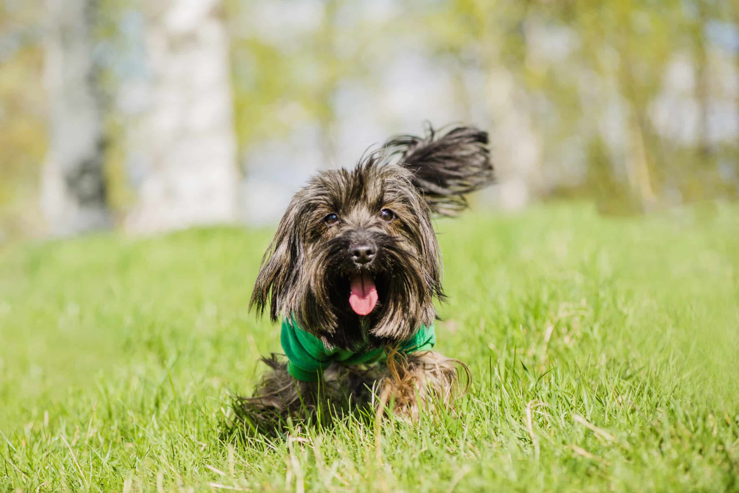 Dog Recall