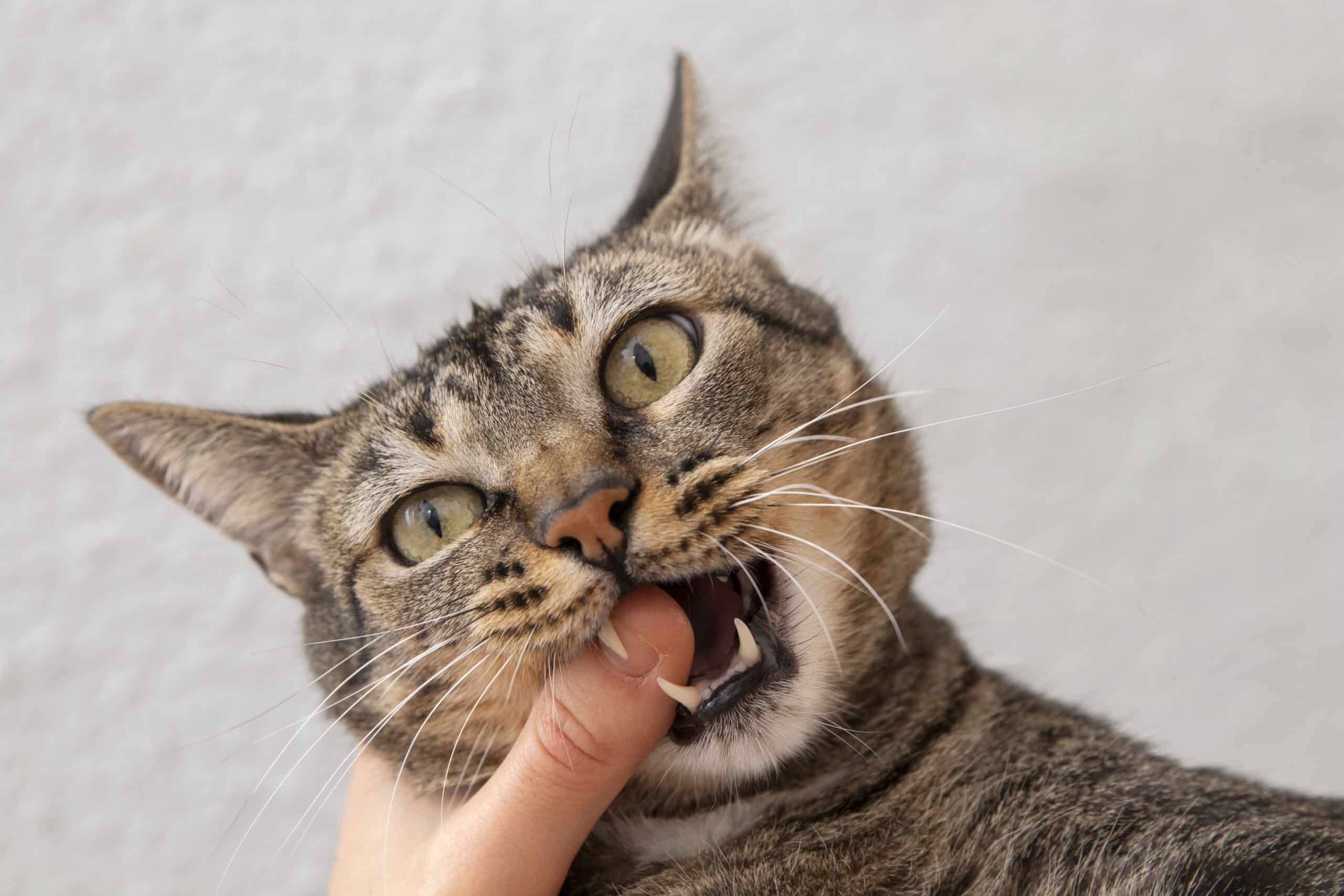 Feline Overstimulation