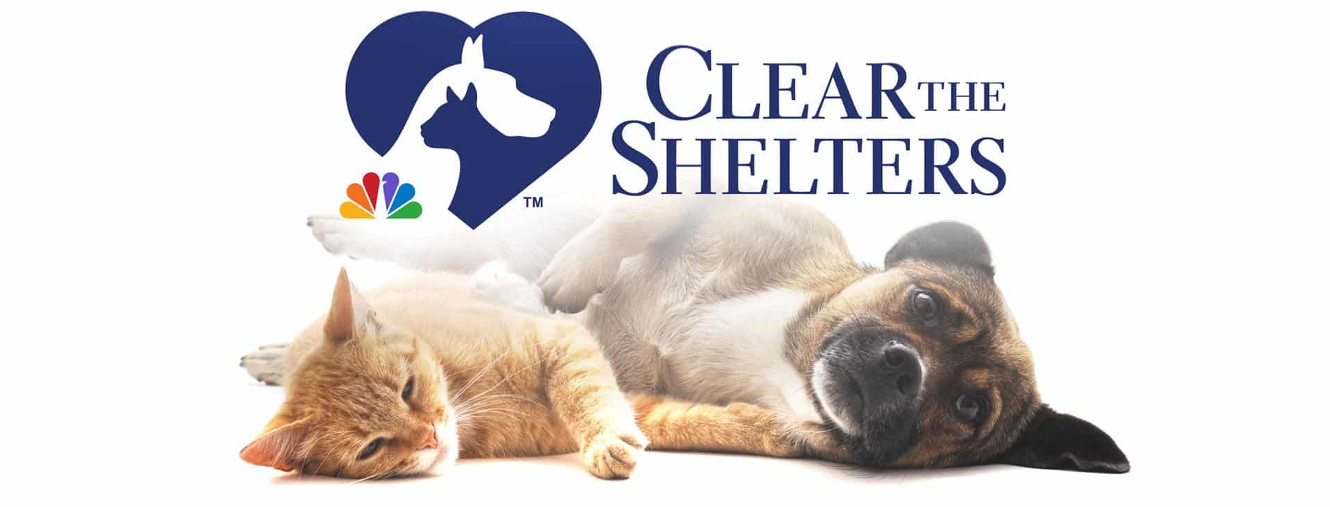 National Dog Day – 25% Off Dog Adoption Fees