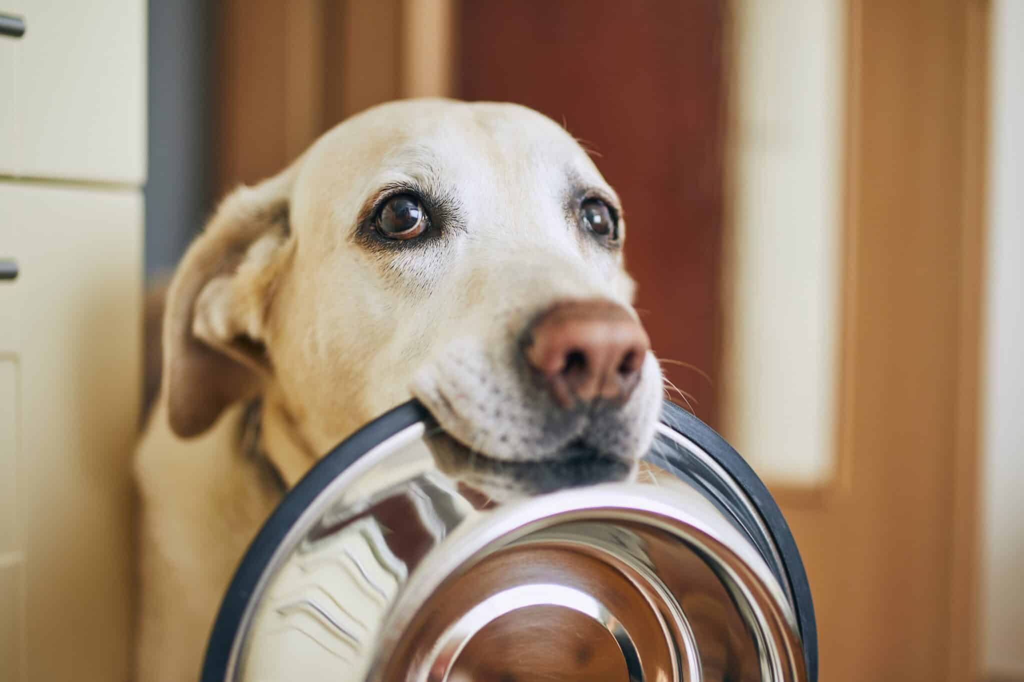 CalFresh (SNAP) Disruption Leaves Lasting Impact; Joybound People & Pets Responds with Emergency Relief Fundraising Campaign