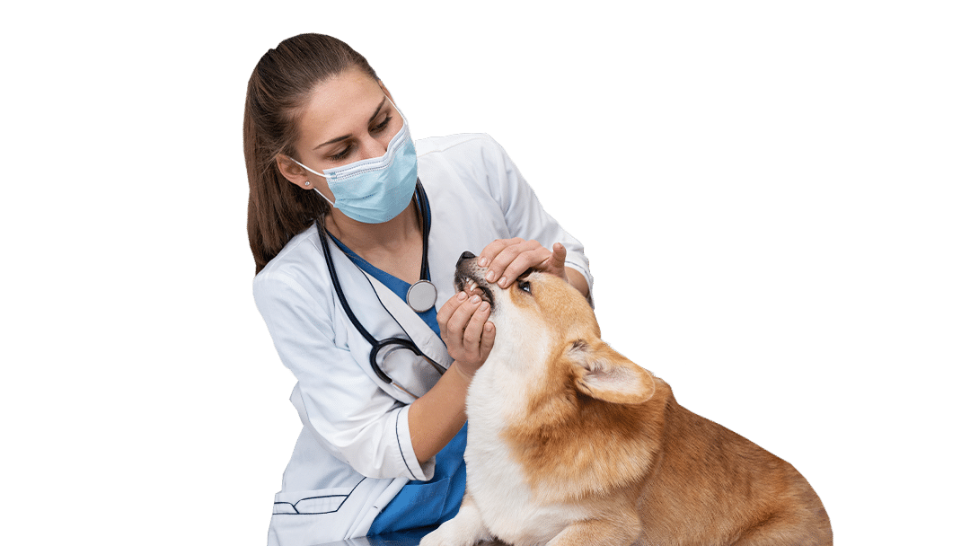 A veterinarian in a face mask examines the dental health of a corgi dog in a clinical setting. The vet is gently holding the dog's mouth open, focusing on a dental check-up at the affordable spay neuter clinic.